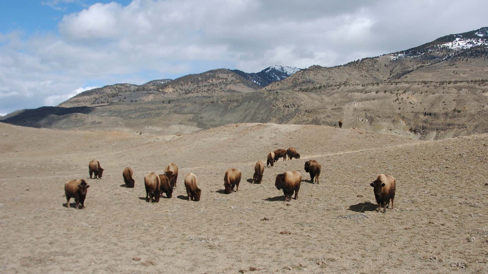 Bison love Yellowstone.