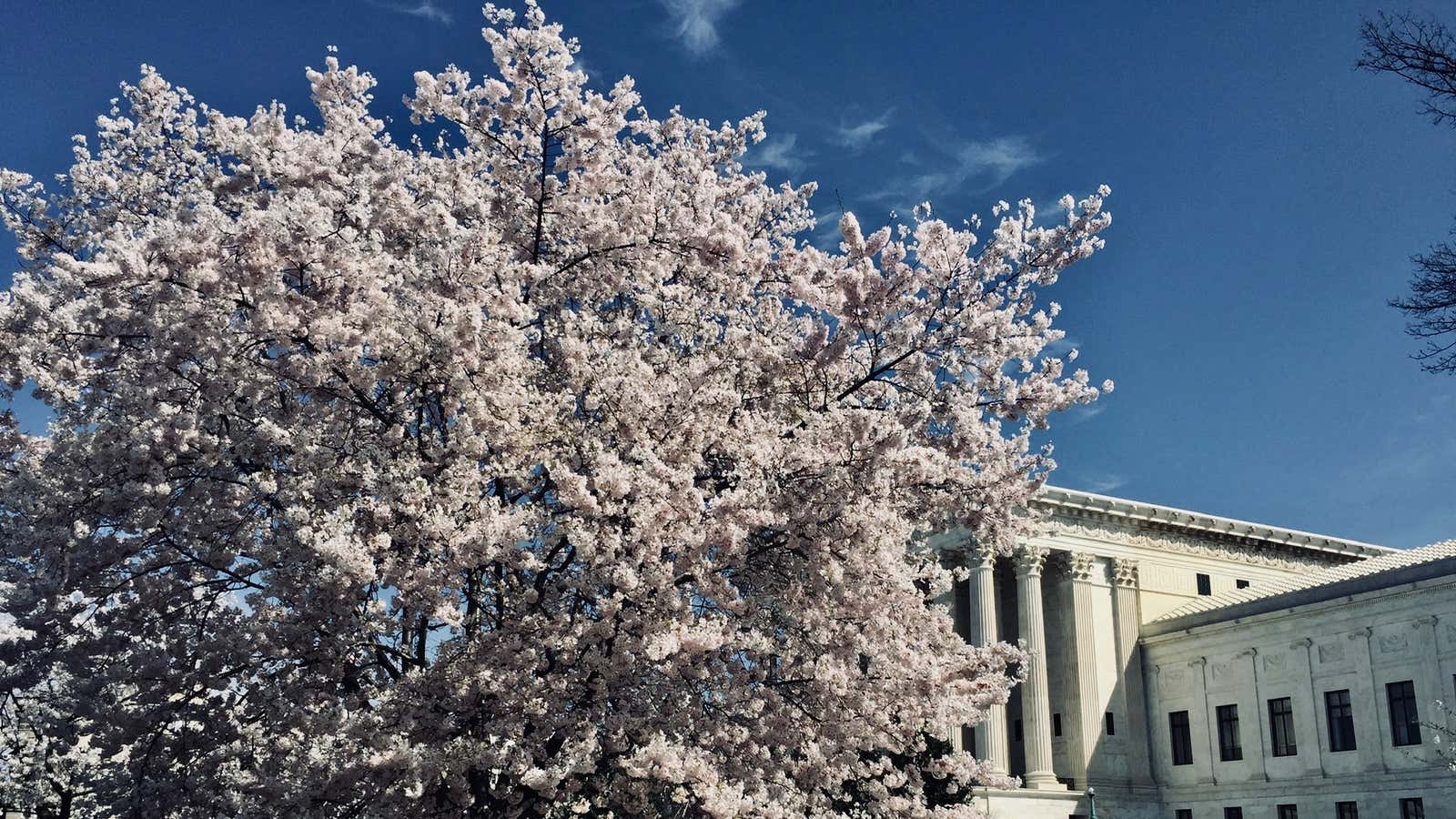 SCOTUS is closed to the public, and oral arguments in major cases are indefinitely delayed.