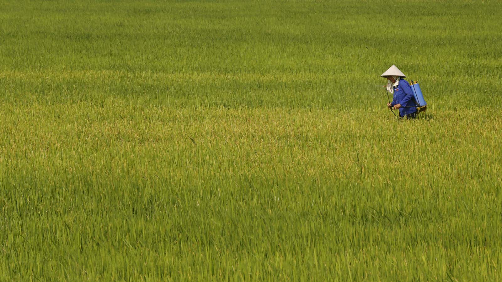 Ample waves of grain.