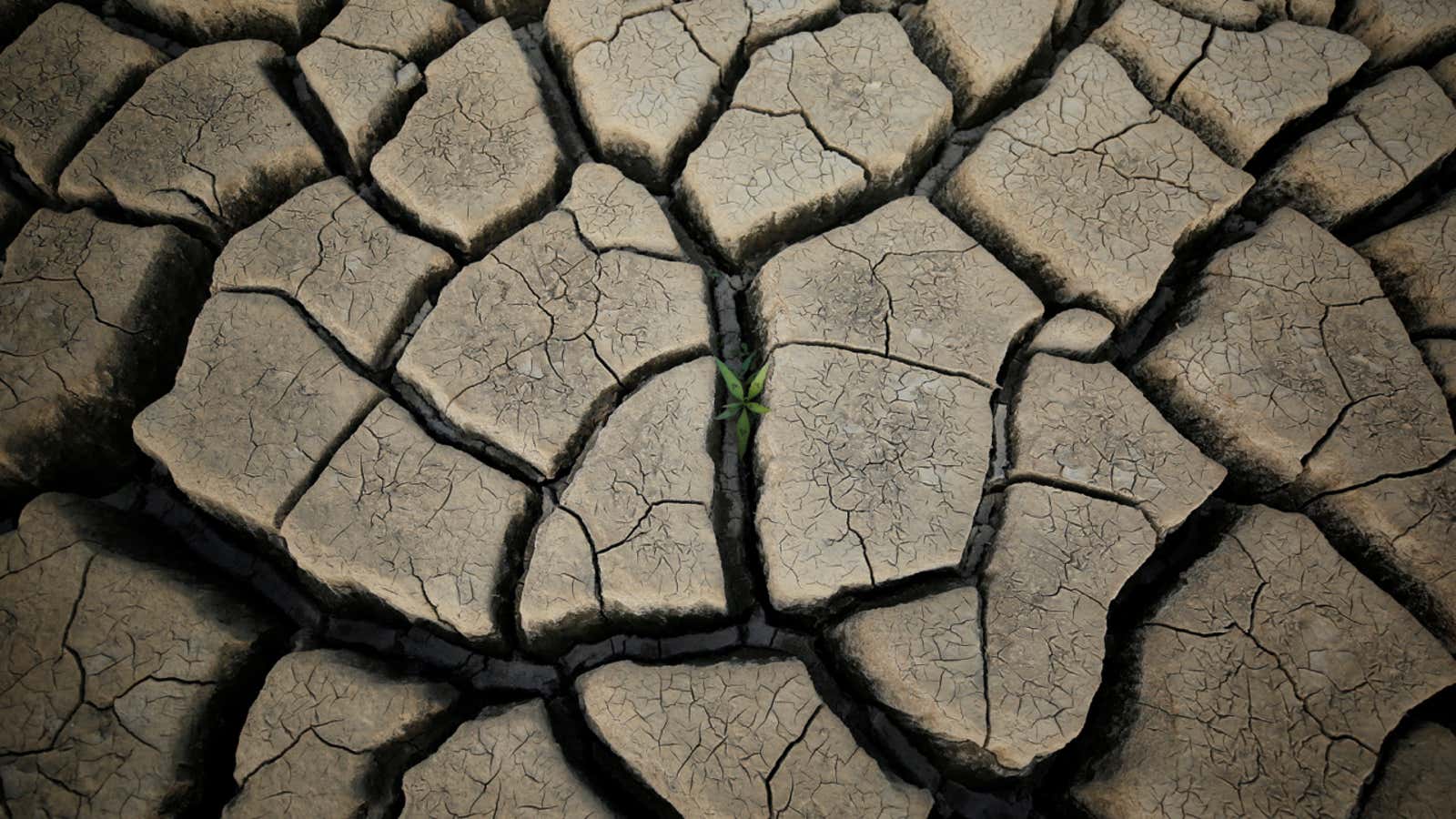 A plant grows between cracked mud in a normally submerged area at Theewaterskloof dam near Cape Town, South Africa, January 21, 2018. The dam, which…