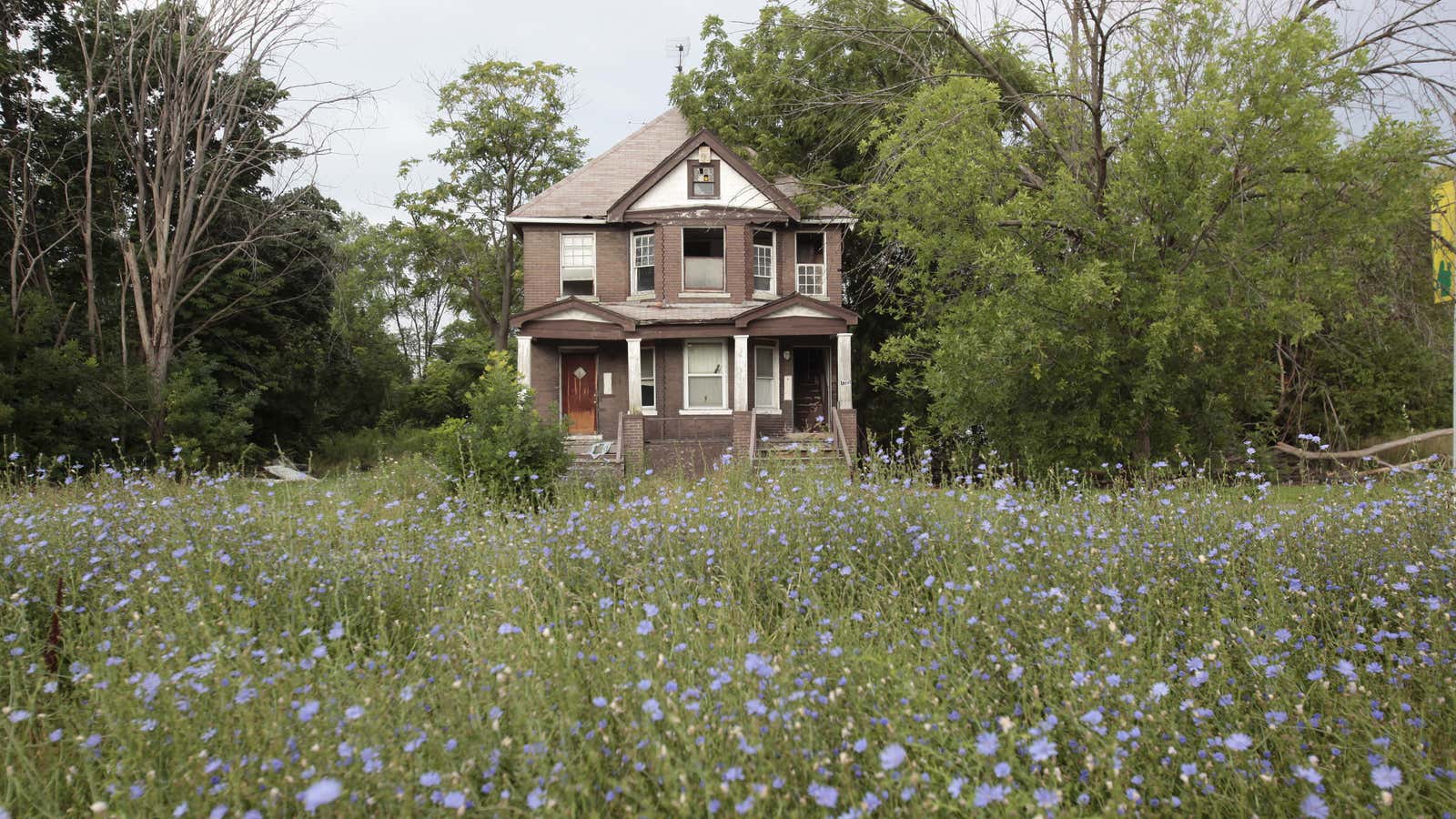 “Urban prairies” like this can spark human health effects that range from mild irritation to severe asthma attacks.