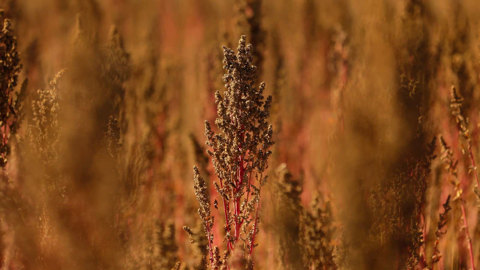 Modern quinoa, ready for harvest.