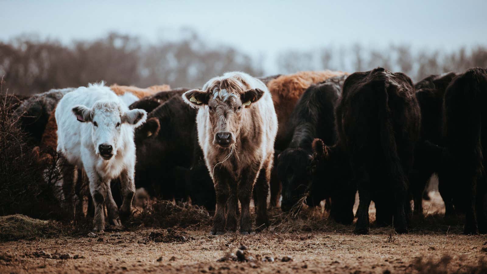 Yes, raising cattle on desert scrubland makes more sense than growing vegetables in the desert. But it’s more complex than that.