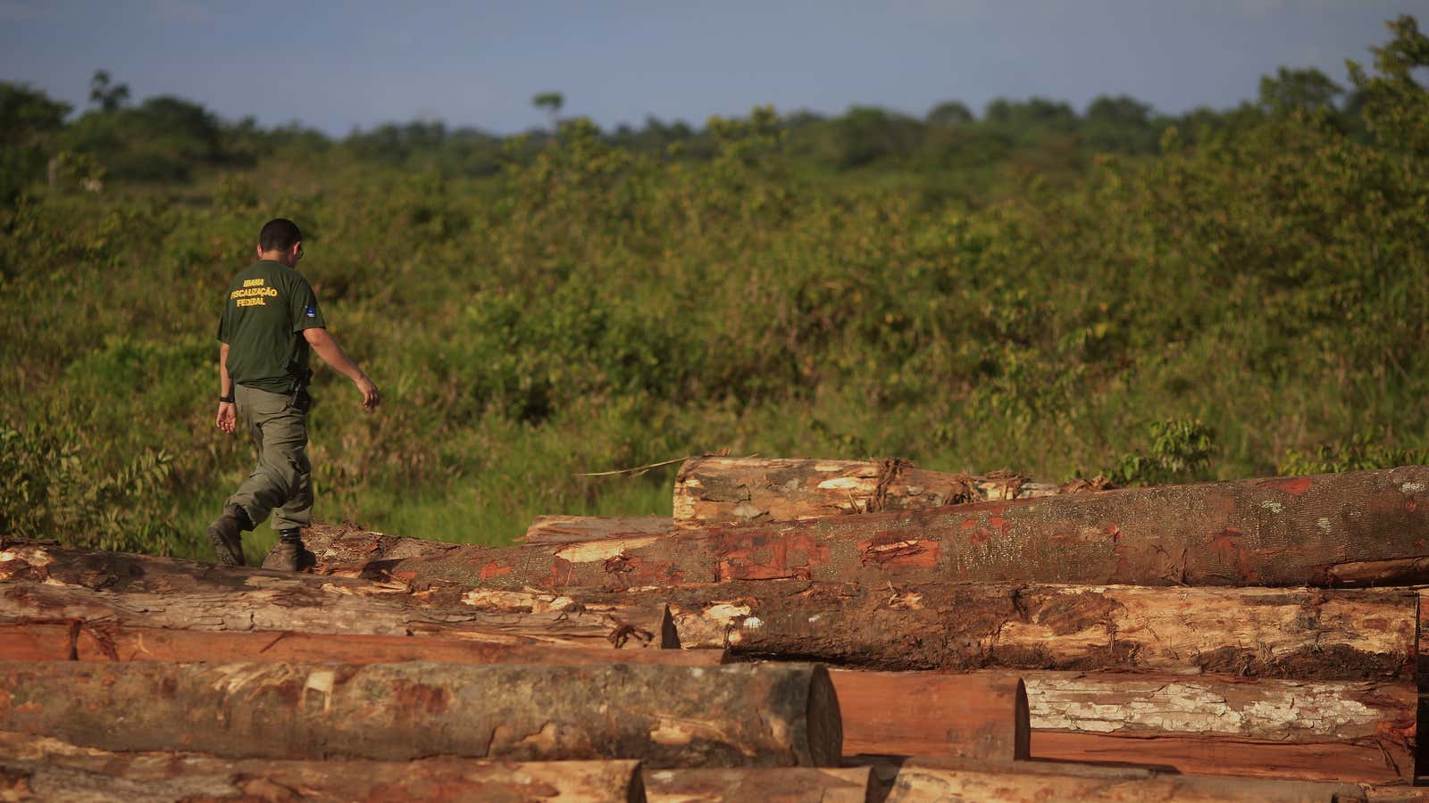 An agent of Brazil’s environmental police walks on recently harvested logs in the Amazon Rainforest.