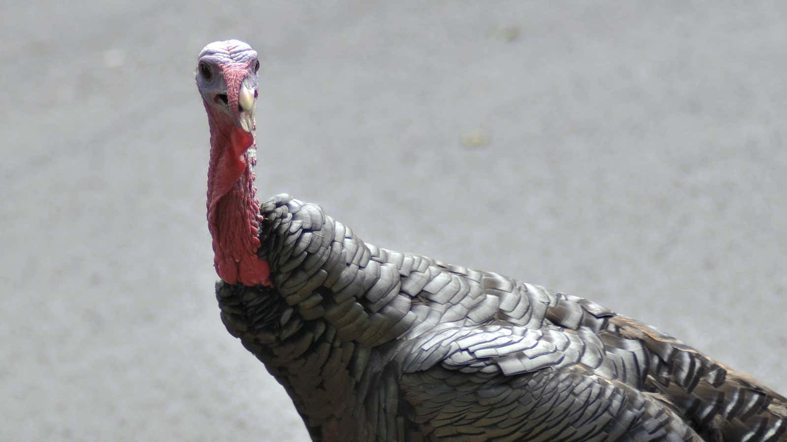 The Thanksgiving turkey is a classic American immigrant story.