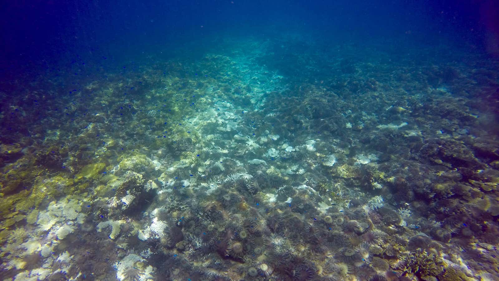 Starfish eating corals.