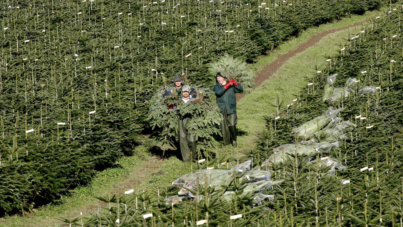 Homegrown trees in Mexico are starting to replace imported ones.