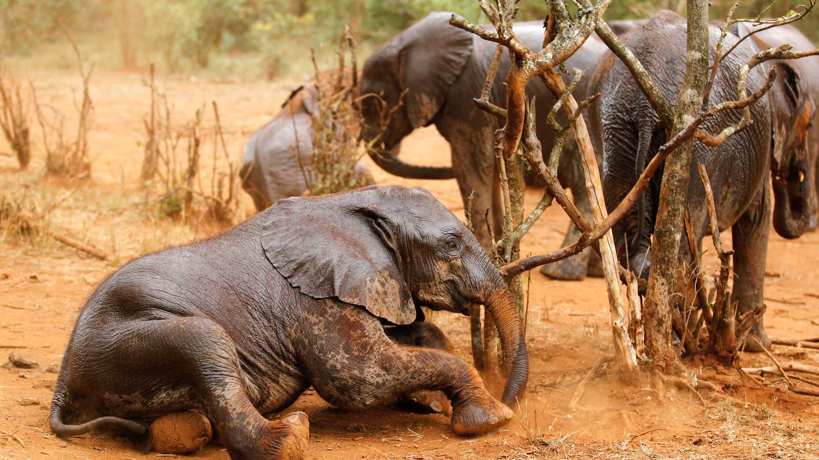 Orphaned baby elephants at the David Sheldrick Elephant Orphanage in Nairobi National Park are one result of poaching.