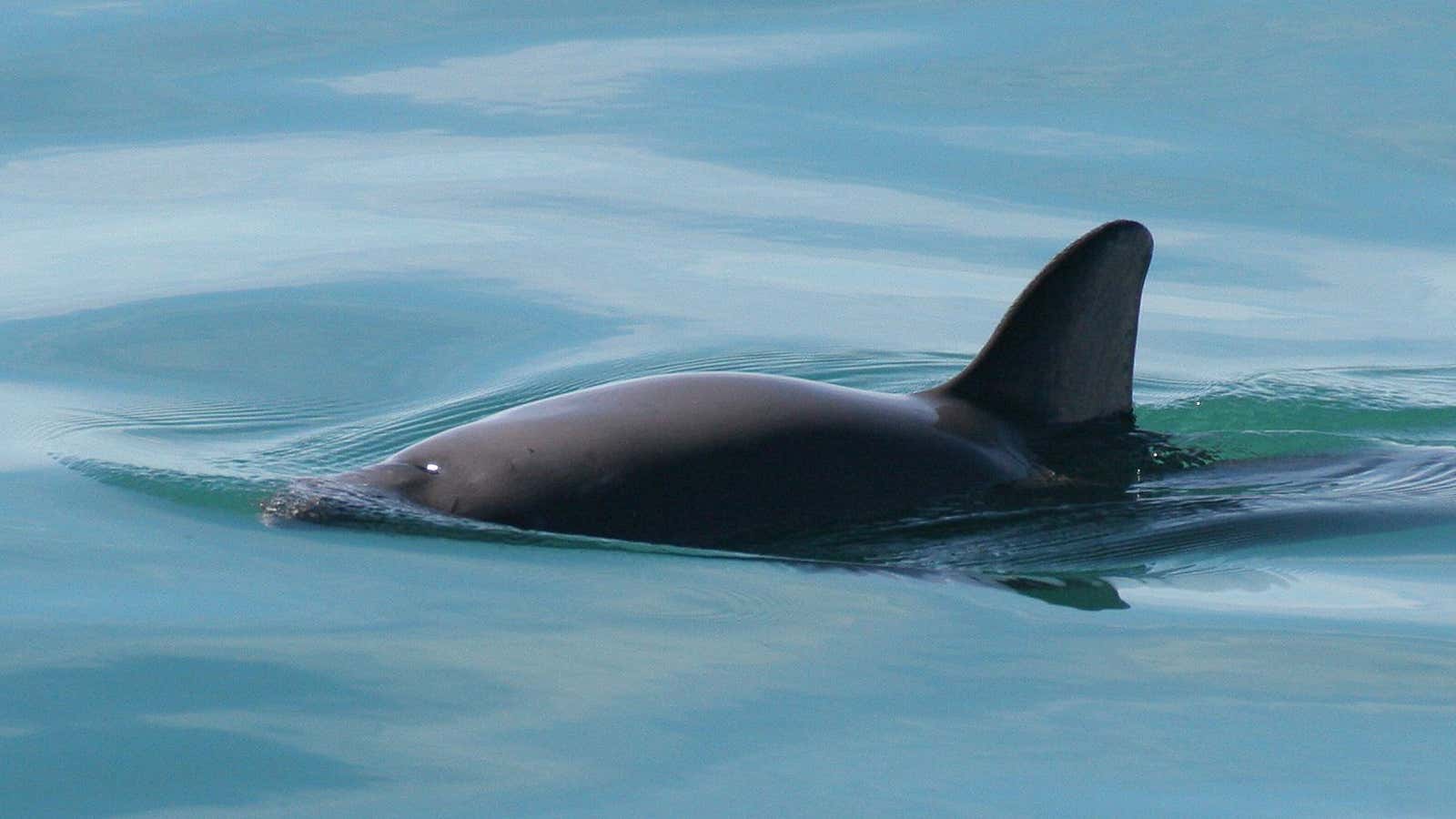 The vaquita in its home habitat in the Gulf of California.