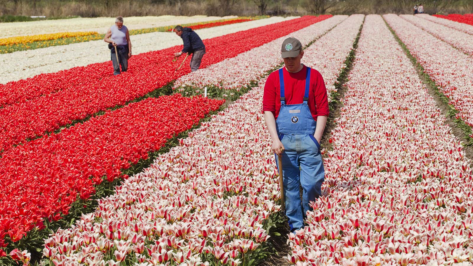 The shine comes off the tulip.