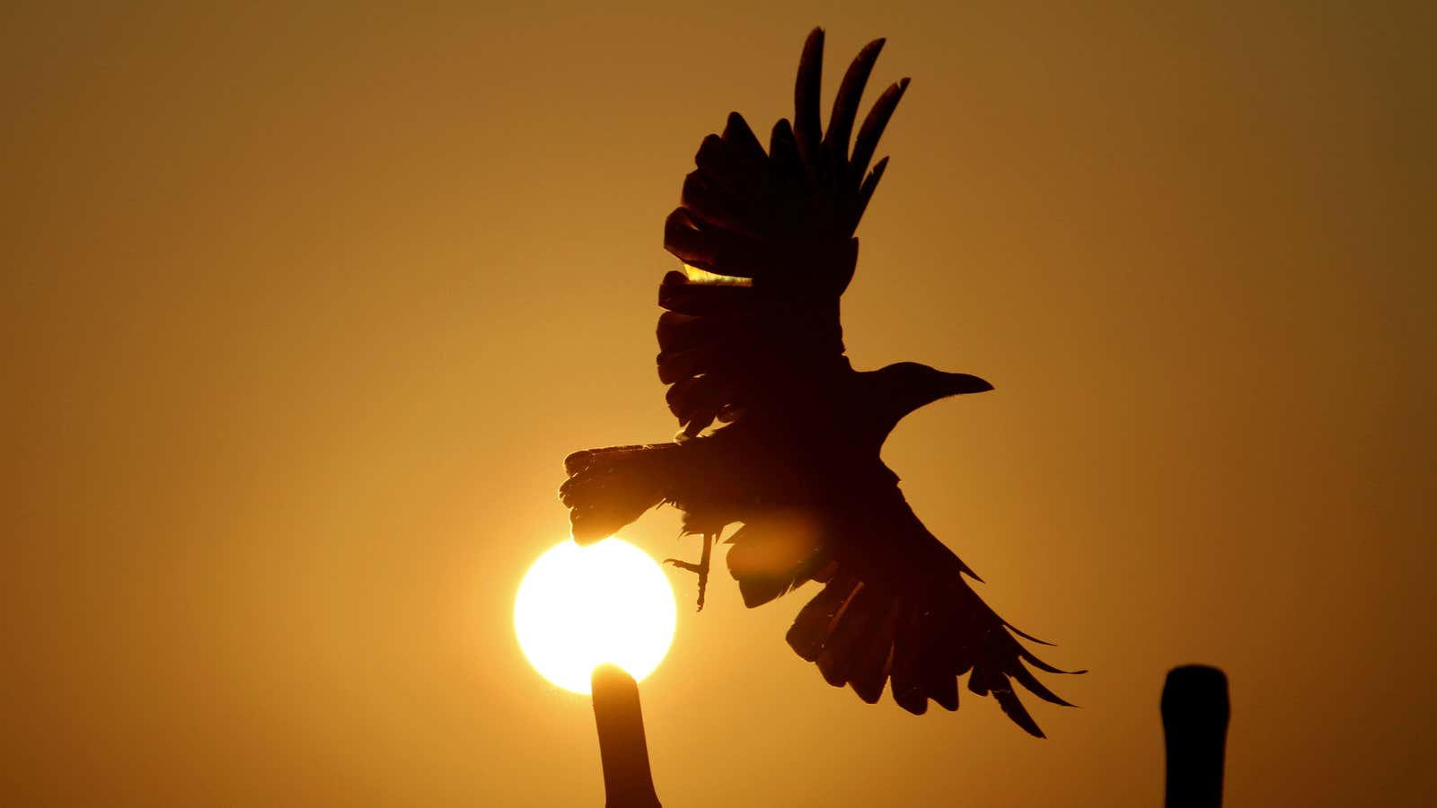 New research shows crows often gang up and pick on ravens