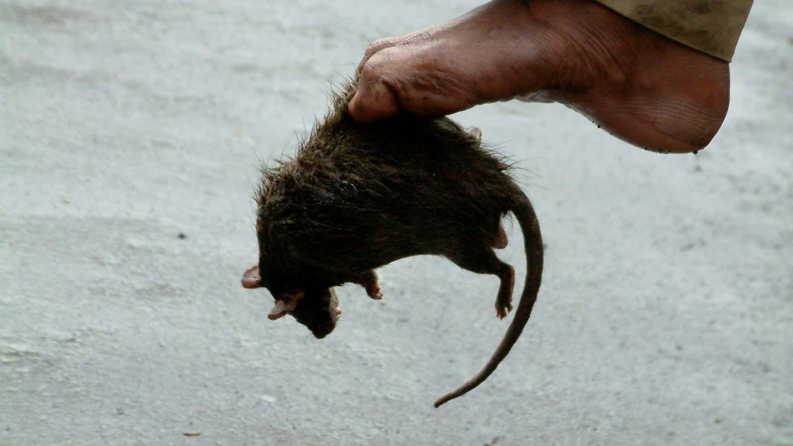 Killing Of Over 300 000 Rats At Maharashtras Mantralaya Raises A Stink