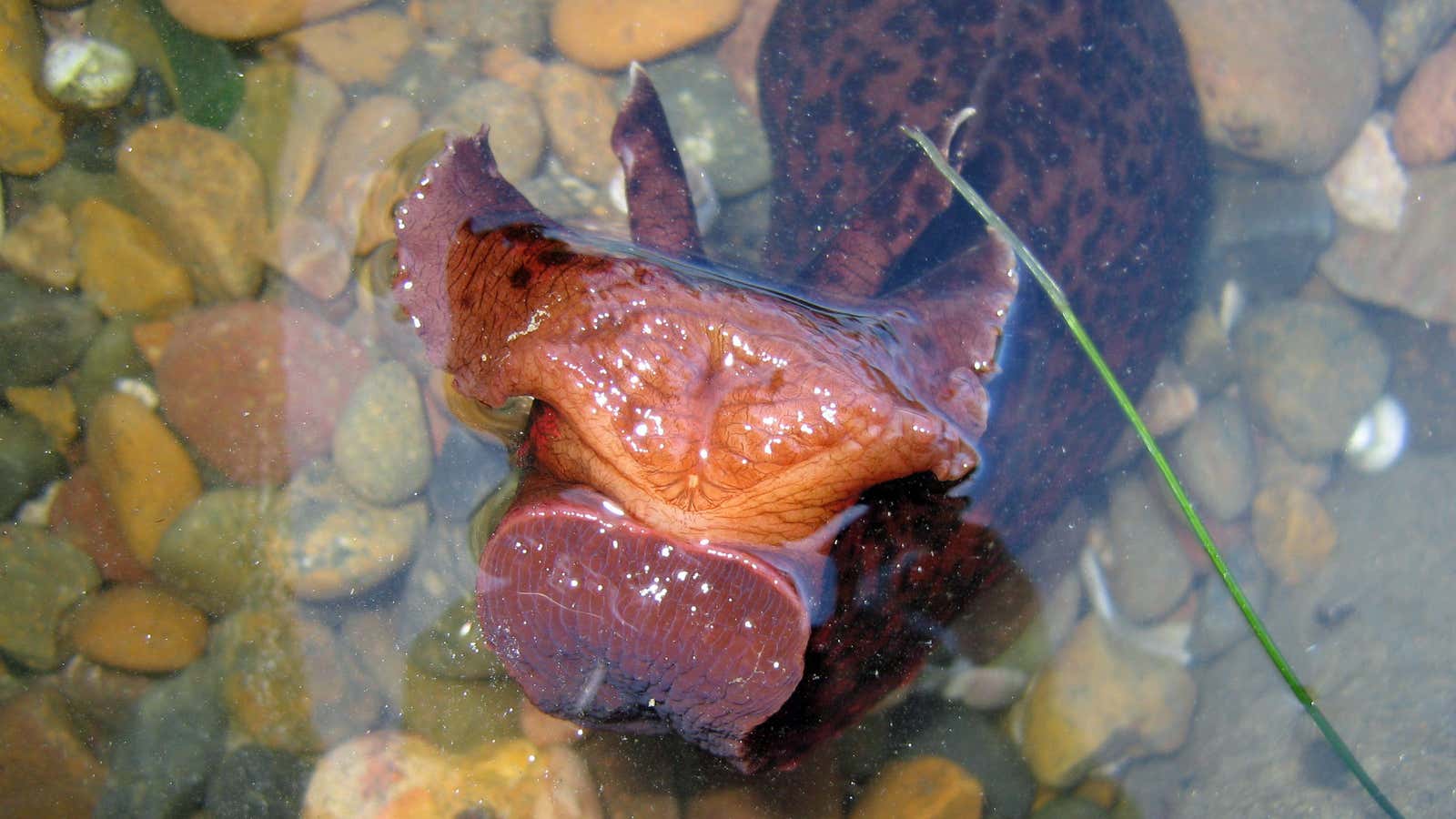 California sea slugs like this one are being used to power tiny machines.