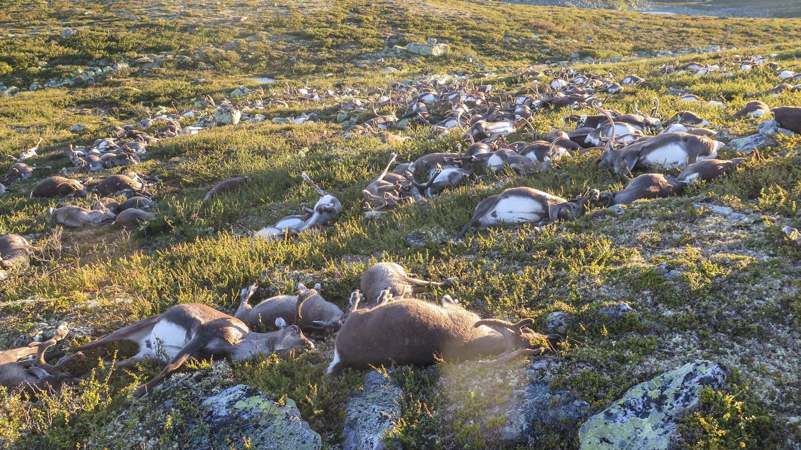 epa05513485 A handout picture provided by the Norwegian Environment Agency (Miljodirektoratet) shows more than 300 wild reindeer which were found dead on Hardangervidda, Norway, 28…