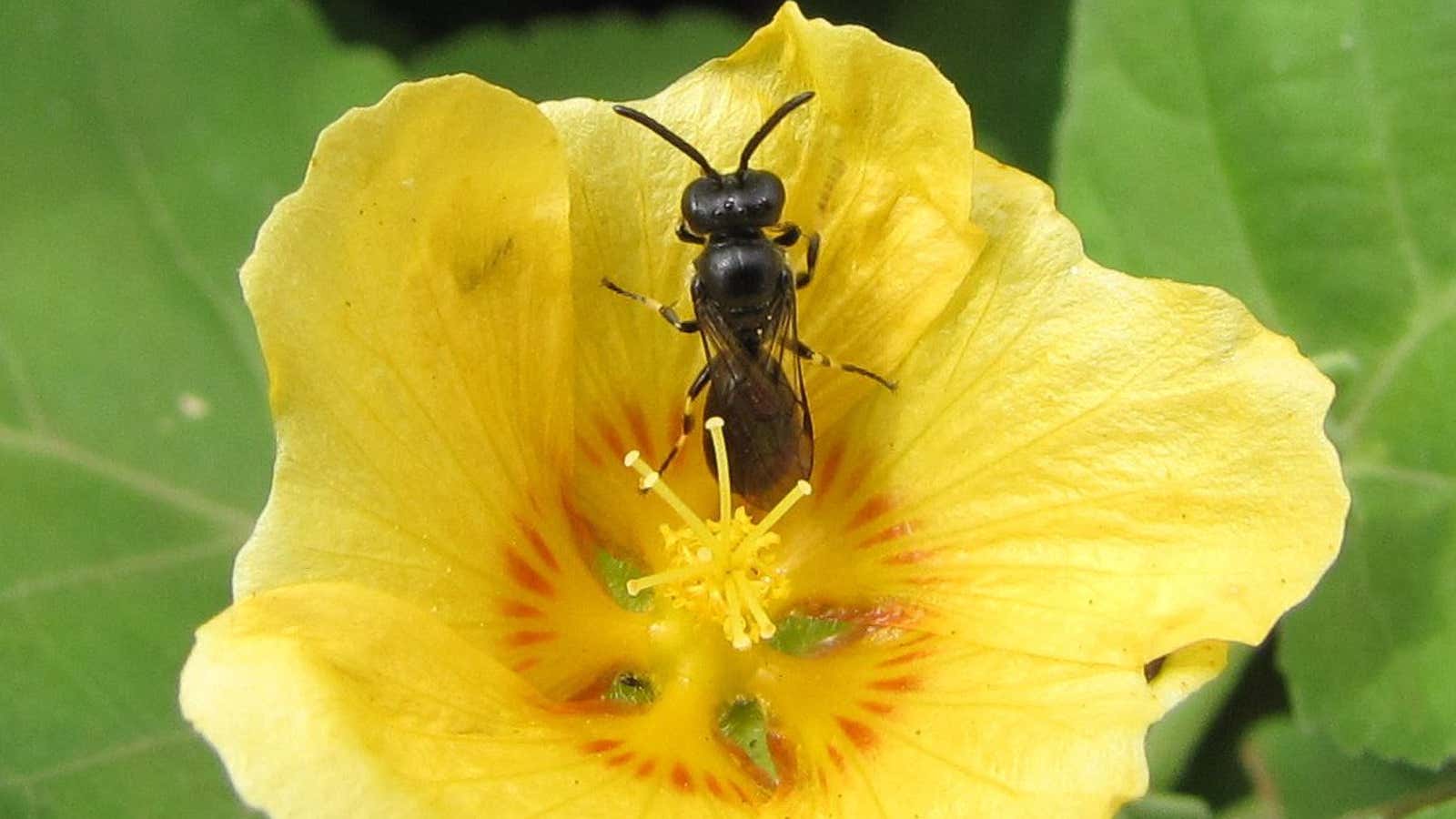 A yellow-faced bee helping keep Hawaii beautiful