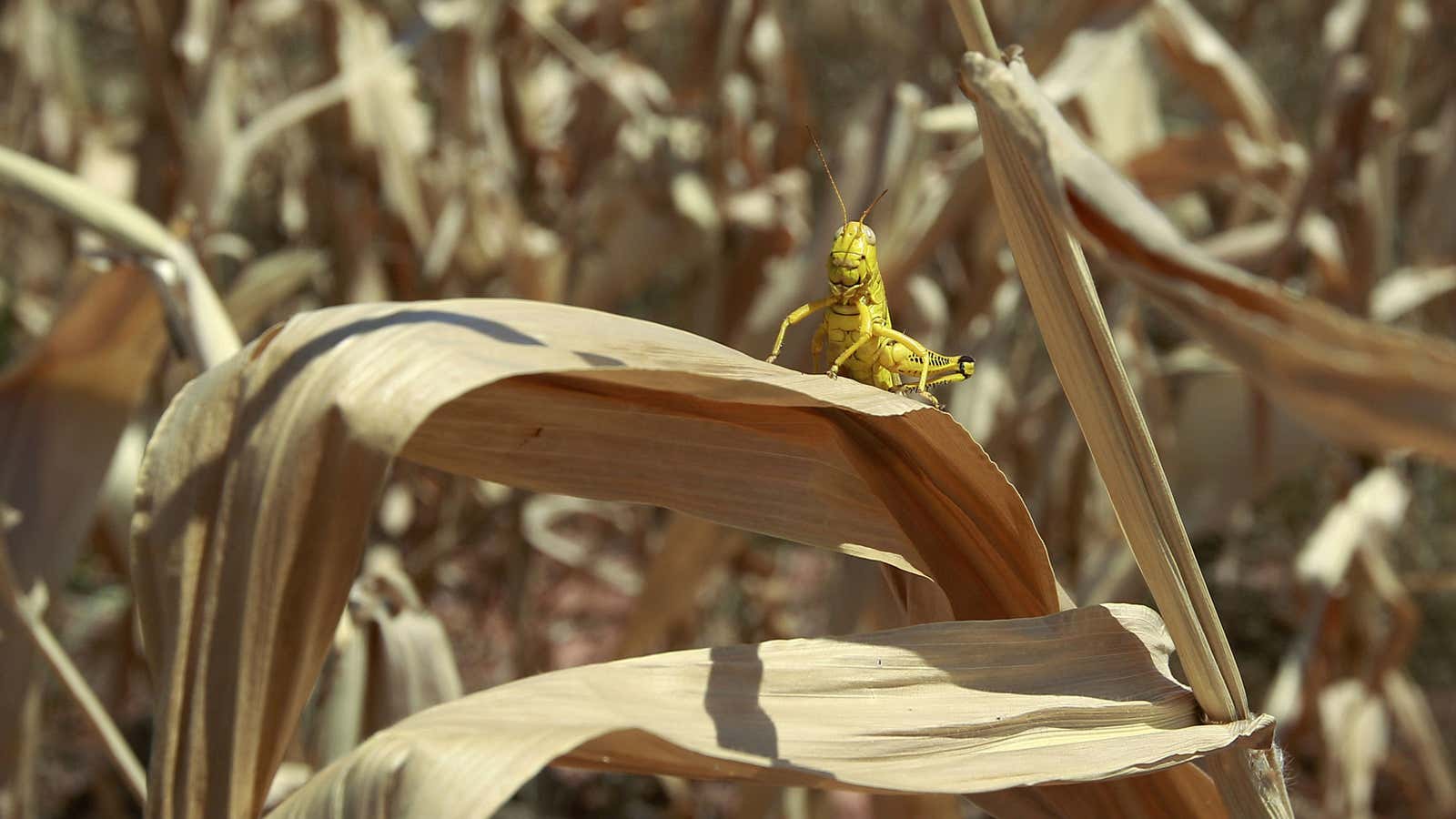 Pretty cool little critters.