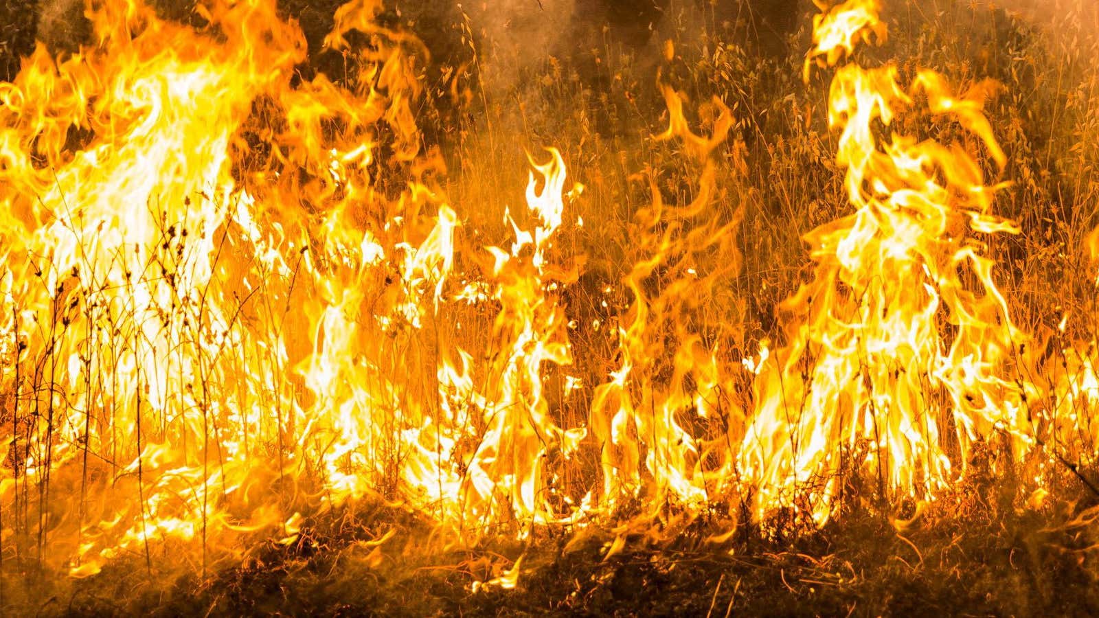 Firefighters work to dig a fire line on the Rocky Fire in Lake County, California July 30, 2015. The Rocky Fire broke out on Wednesday…