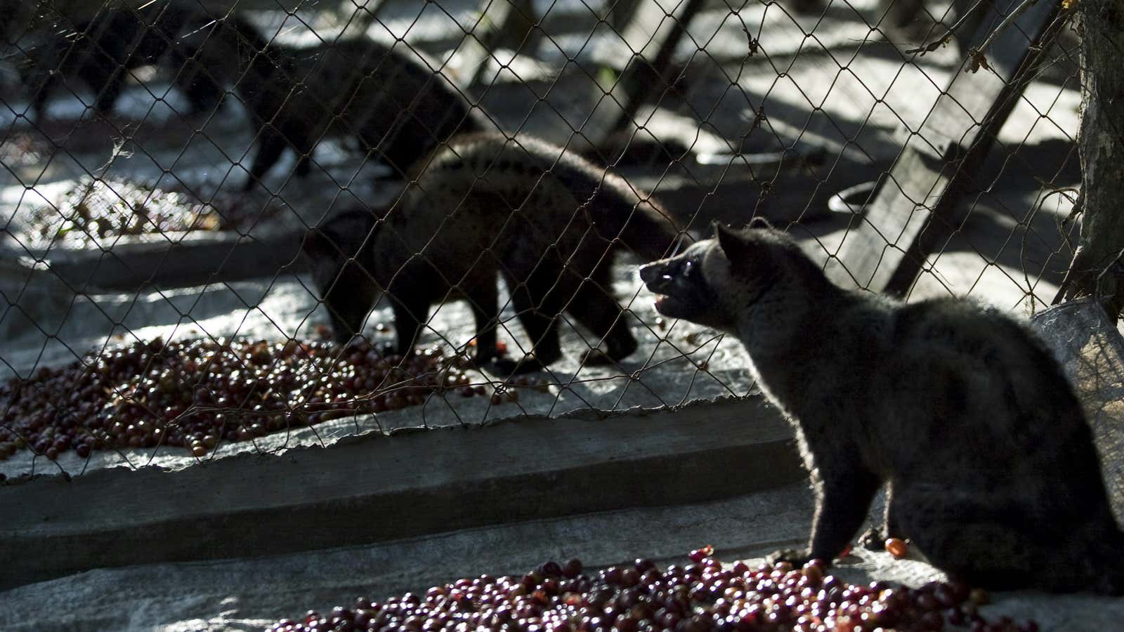 A civet coffee farm in Indonesia.