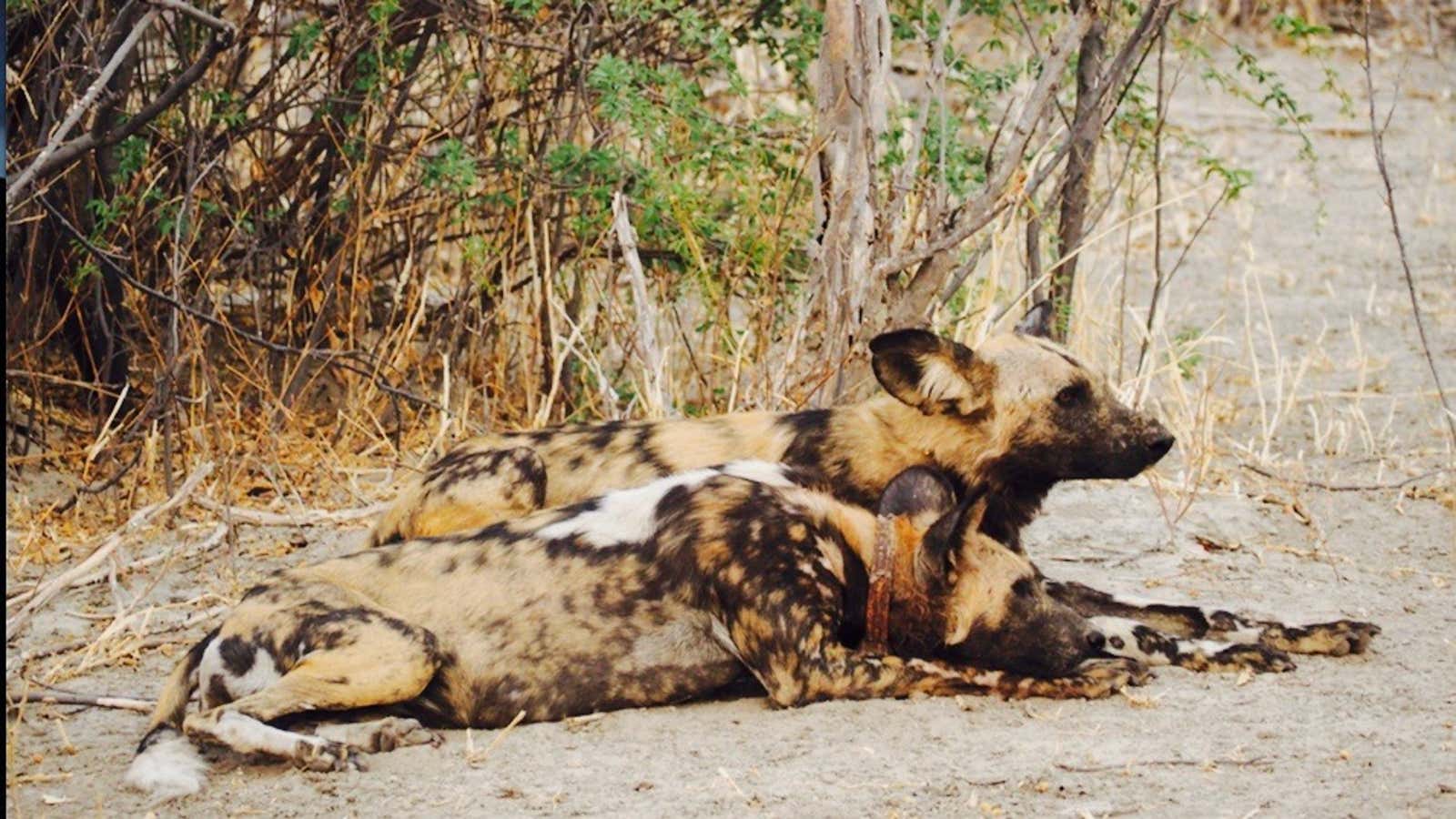 Power couple at rest.