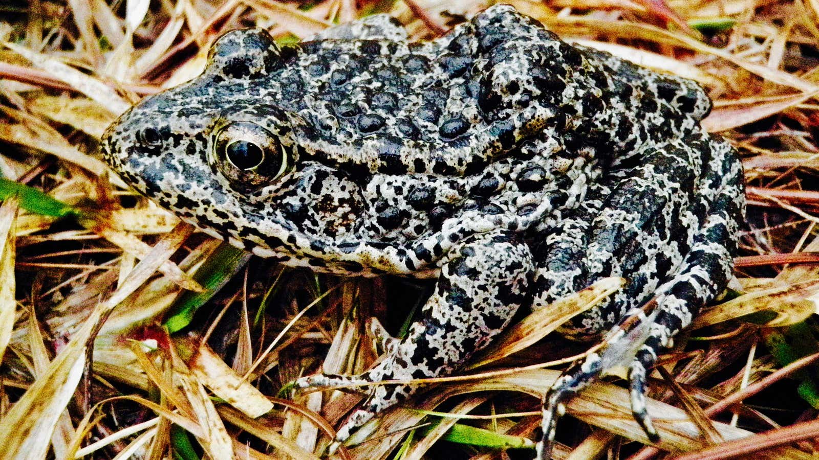 A stocky, three-inch frog, with a loud, guttural call has the attention of nine US Supreme Court justices.