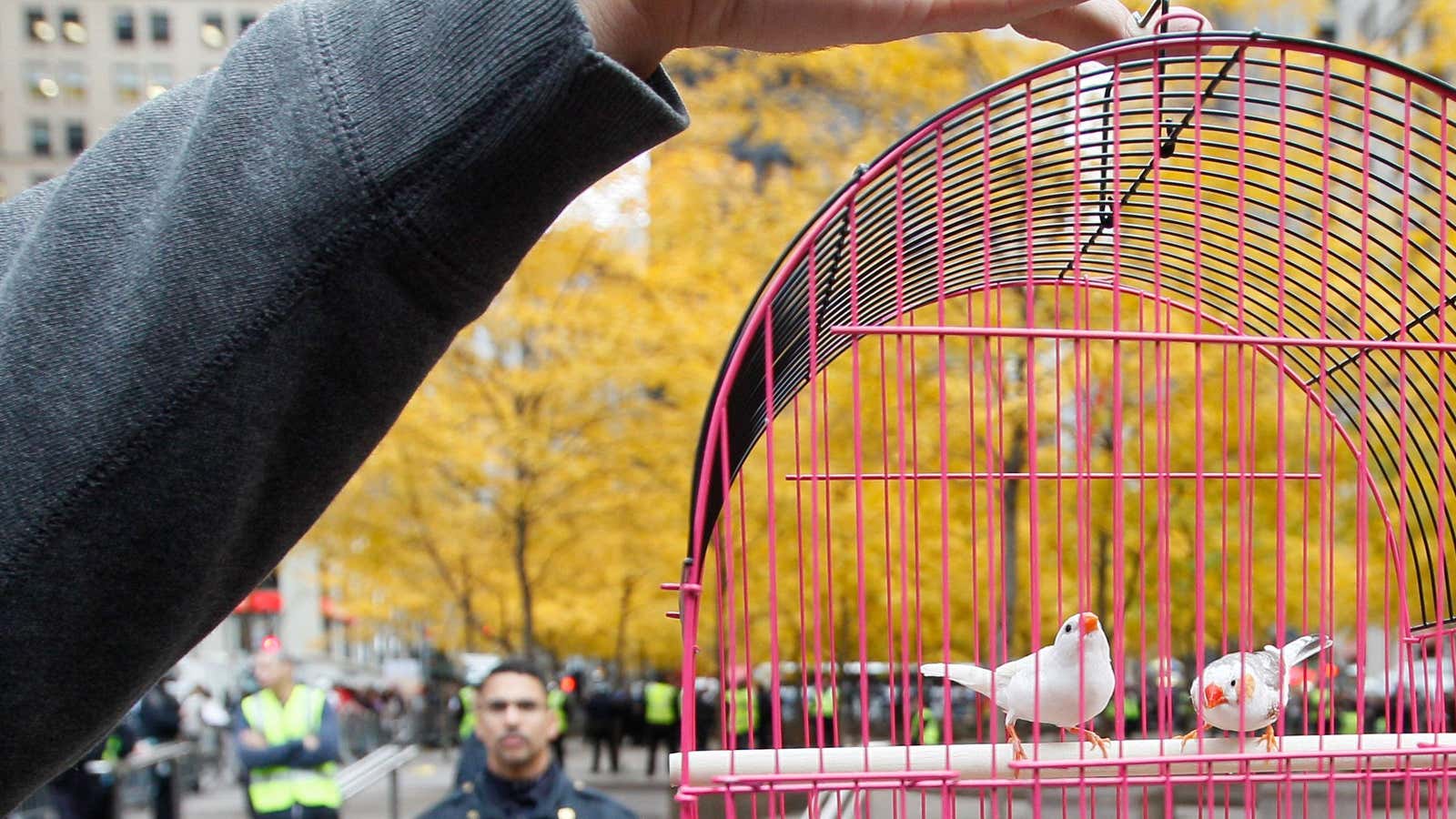 The zebra finches’ brain will finally be revealed.