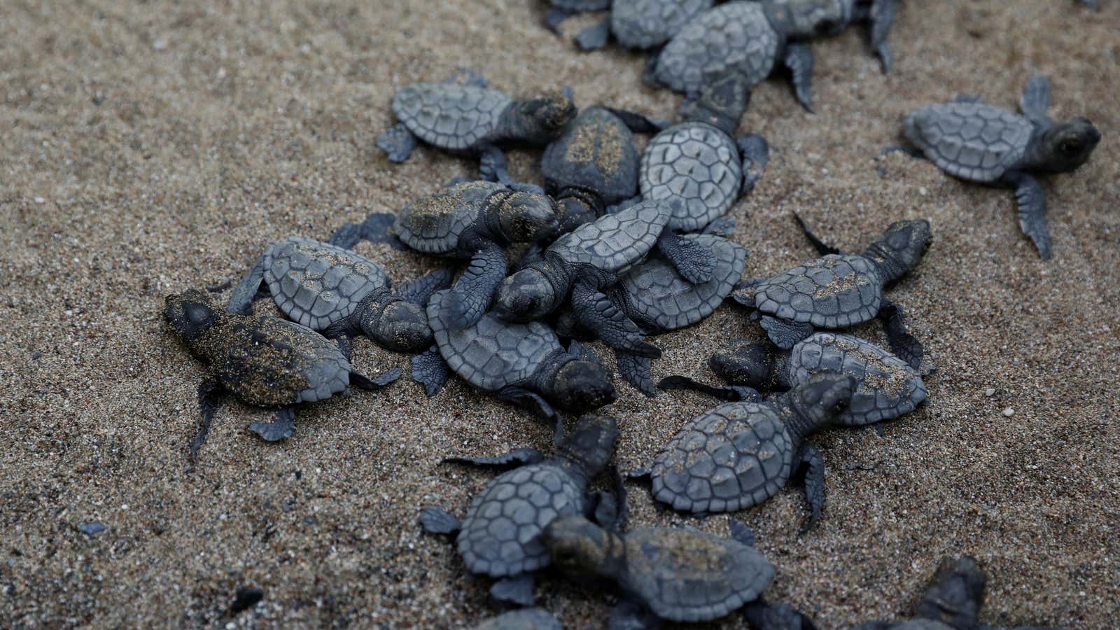 A market for tiny turtles triggered an international criminal