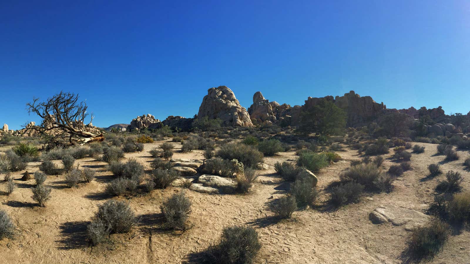 Exploring the prickly expanse of happiness in Joshua Tree National Park.