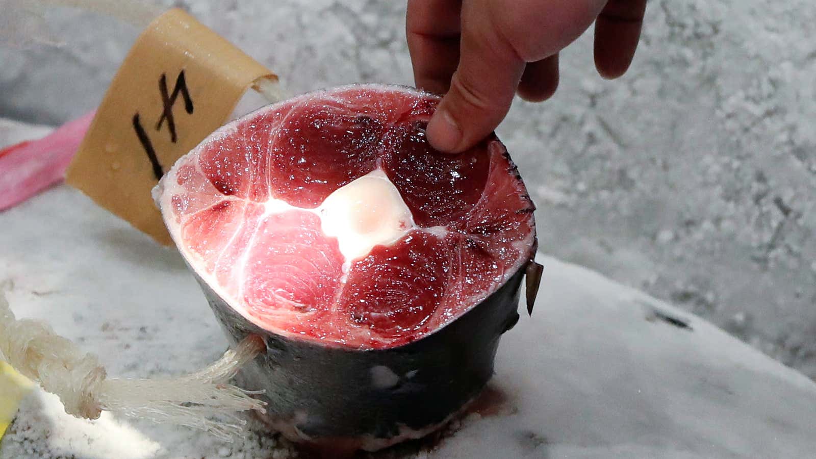 A wholesaler checks the quality of frozen tuna.