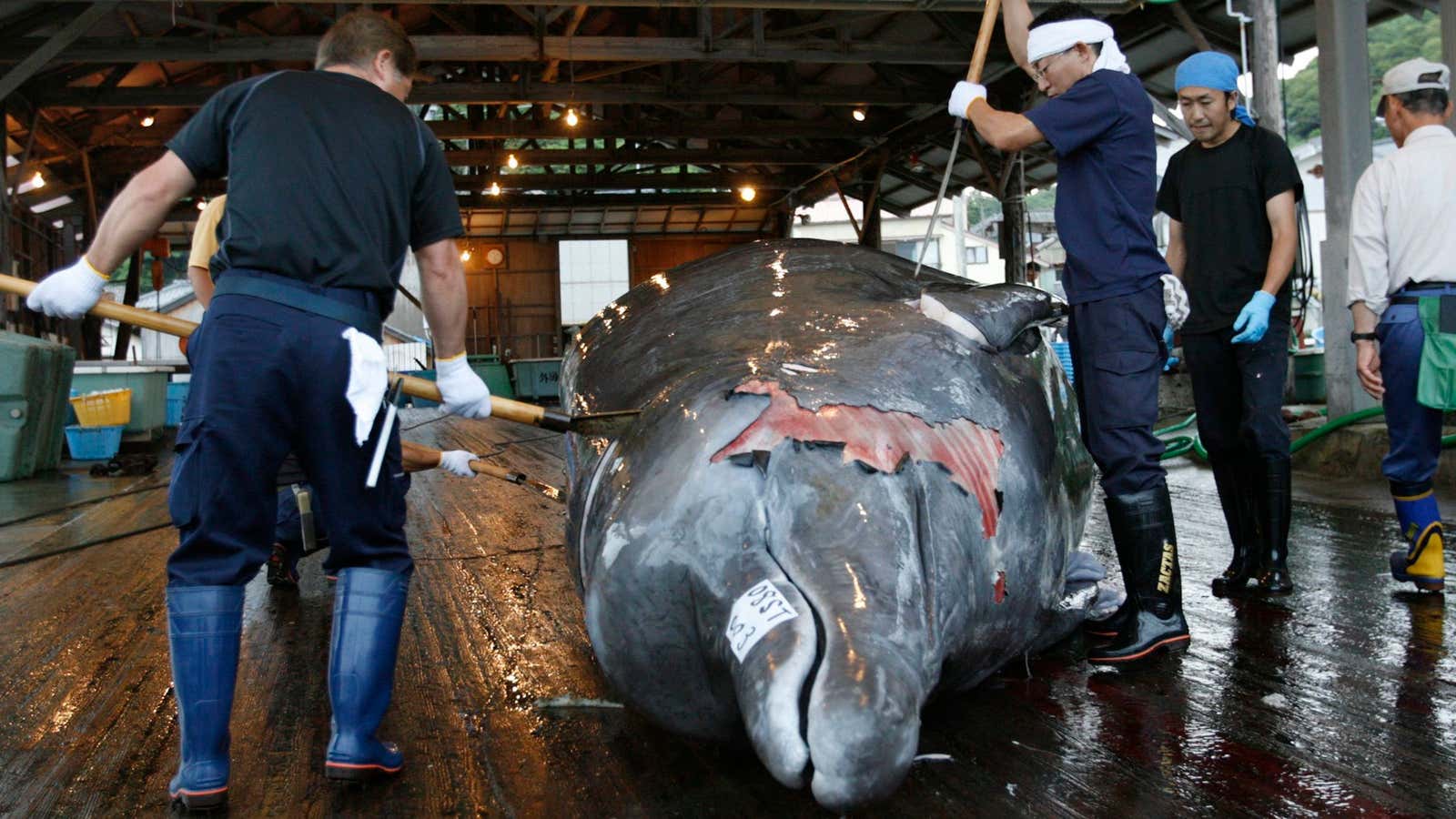 Baird’s beaked whales are among the species hunted in the name of Japanese scientific research.