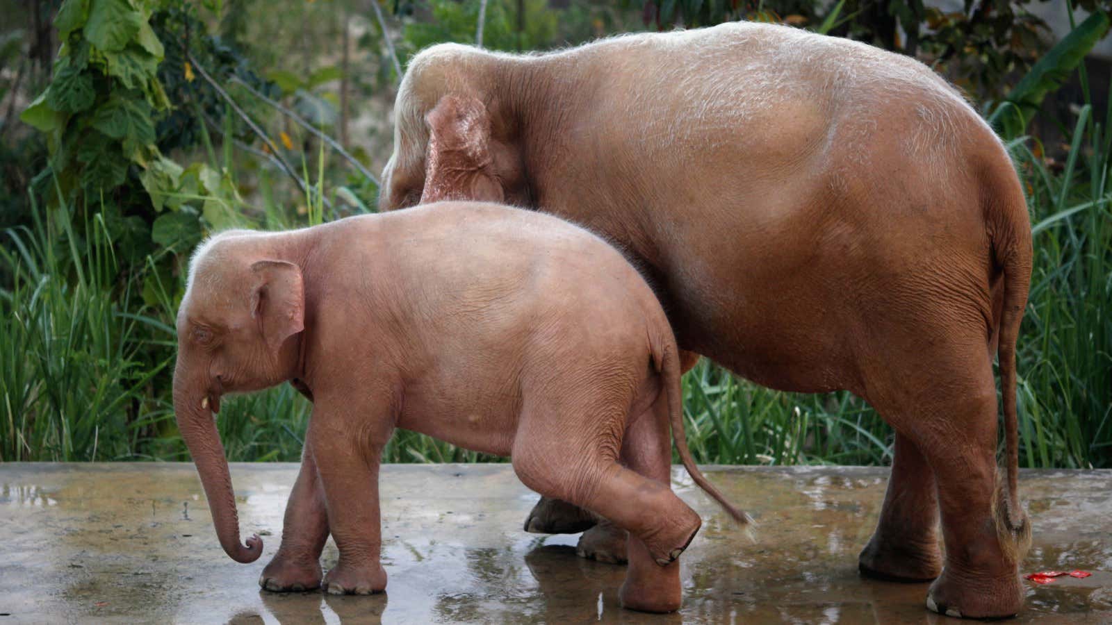 Two white elephants bathe at a preserve near Naypiydaw, Myanmar, in Mar. 2012.