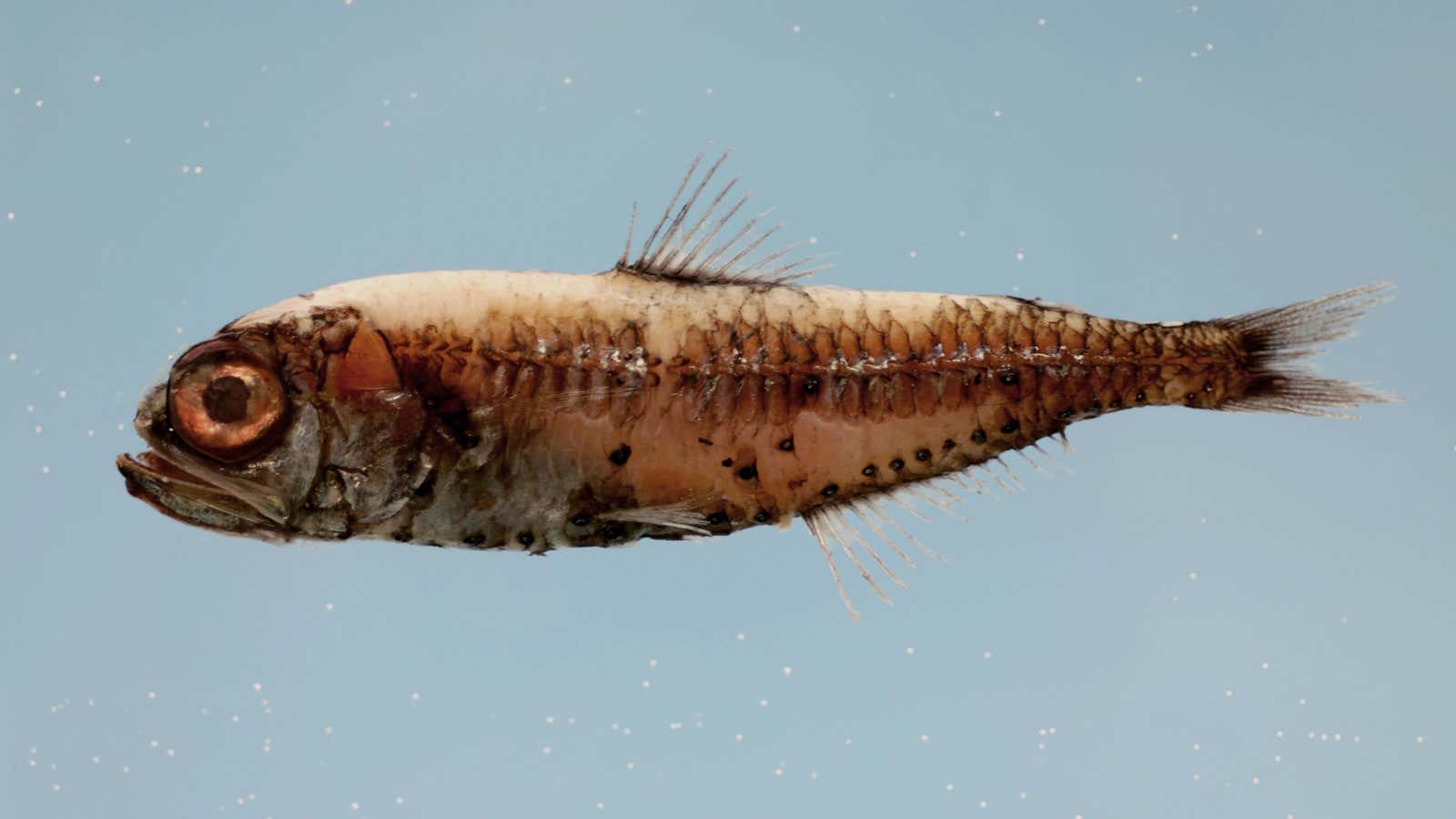 The plastic-munching lanternfish.