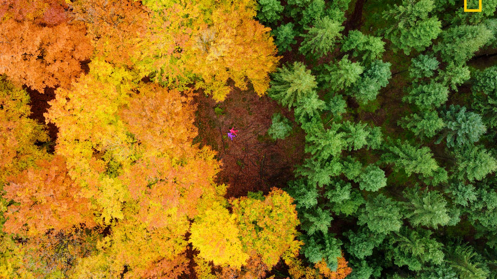 Two children playing in the clearing of a forest in Sweden.