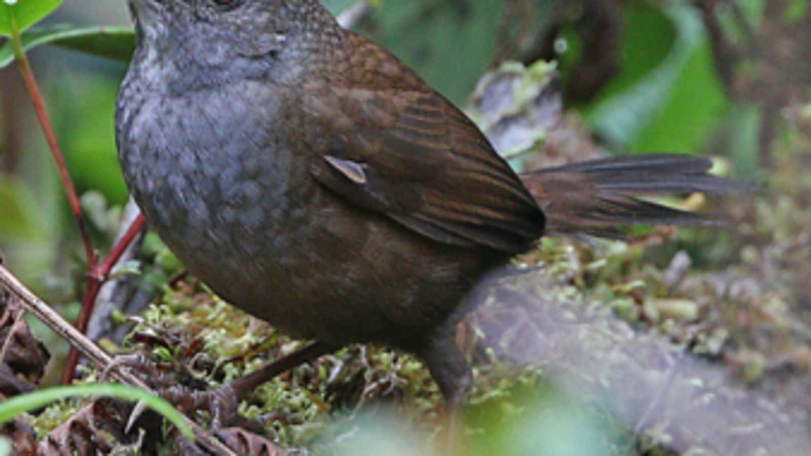 Taliabu Grasshopper-warbler, one of the new species discovered.