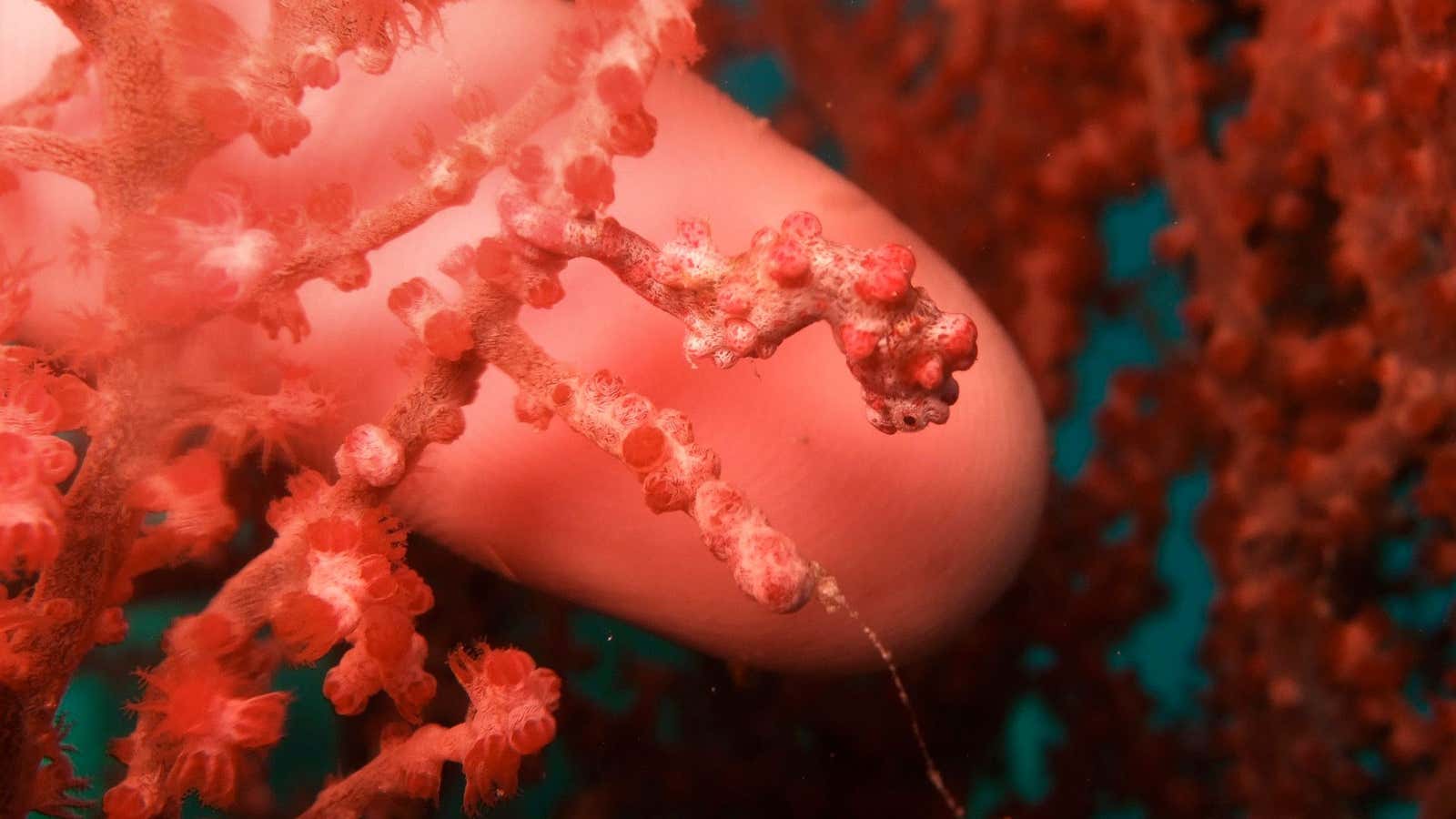 Ligitan Reefs in Malaysia.