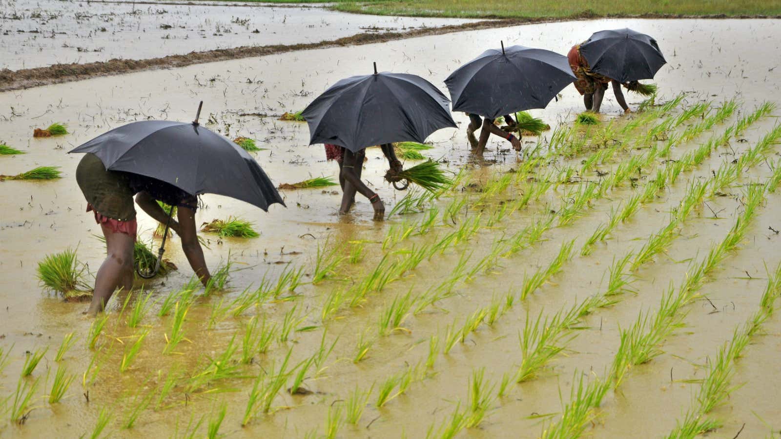 Over the past two years, India has seen two consecutive droughts.