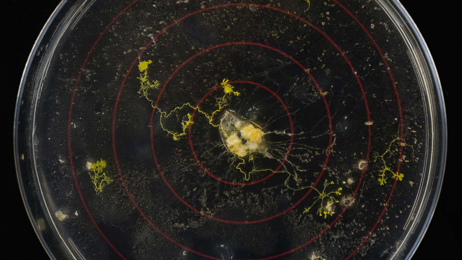 Physarum polycephalum, a slime mold and visiting nonhuman scholar at Hampshire College.