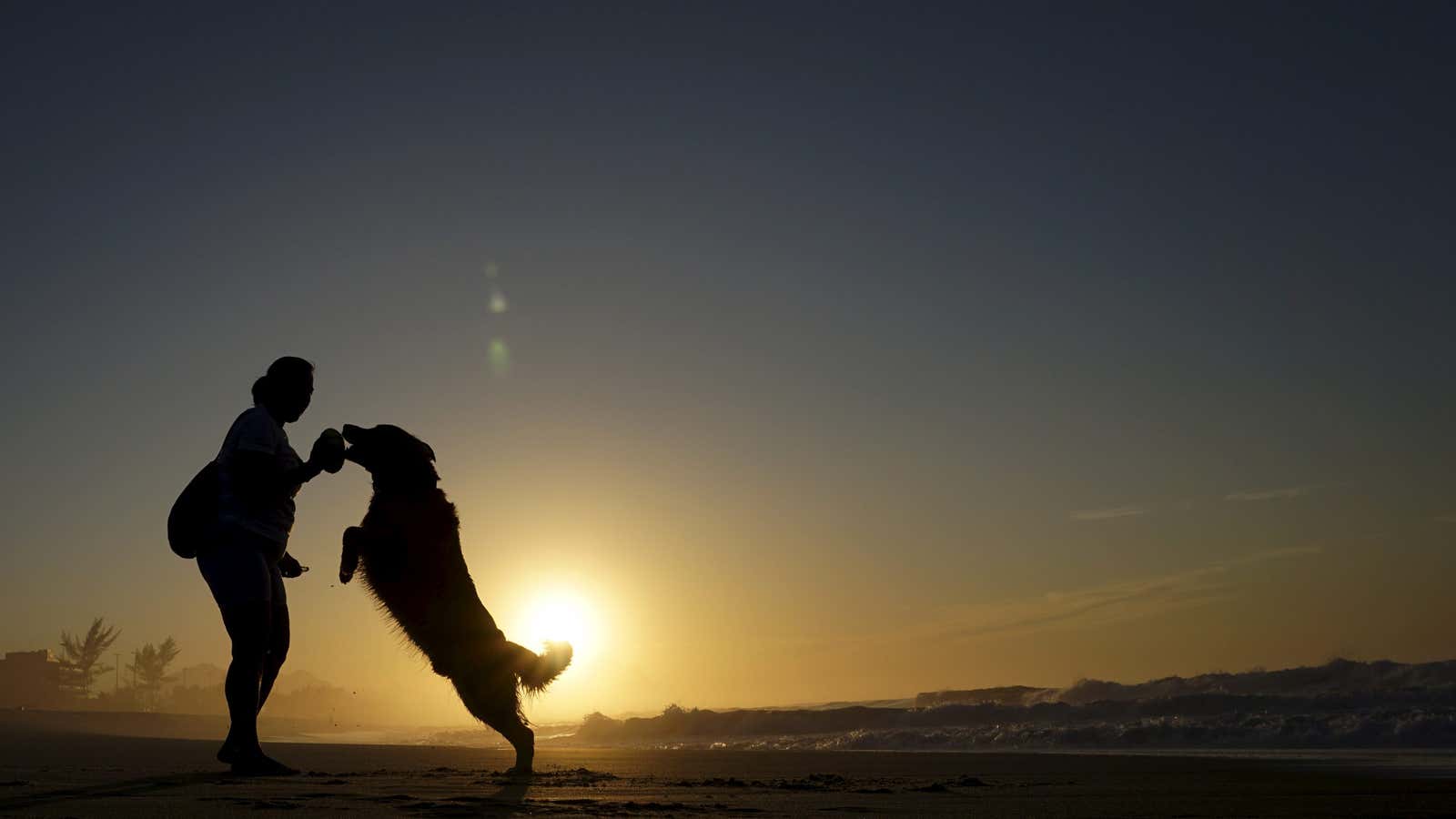 A Golden Retriever jumps to take a ball from a woman on Recreio dos Bandeirantes beach in Rio de Janeiro, Brazil, August 30, 2015.