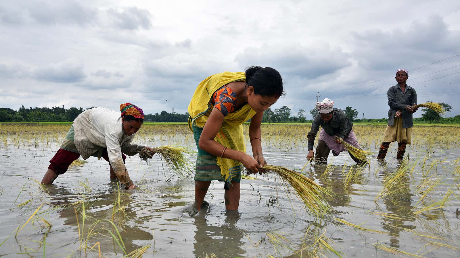 Farmers know exactly how many acres of rice they’ve planted. Now, satellites do too.