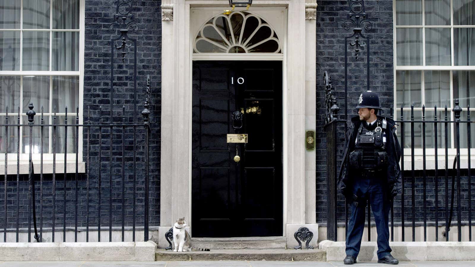 Chief Mouser. (EPA/Hannah Mckay)