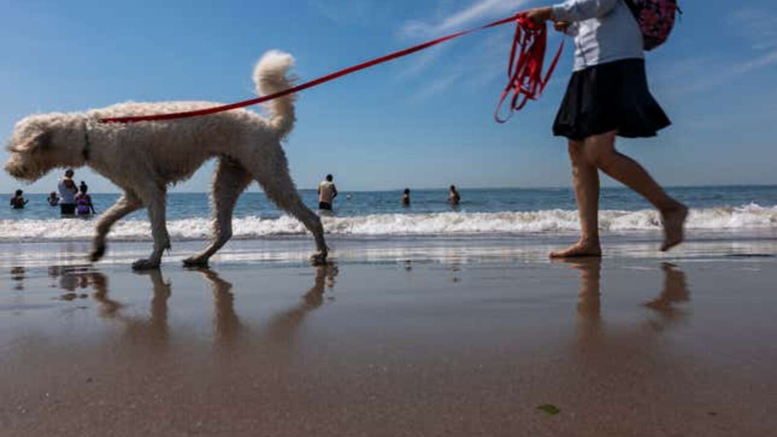 Image for The 10 most pet-friendly states in America