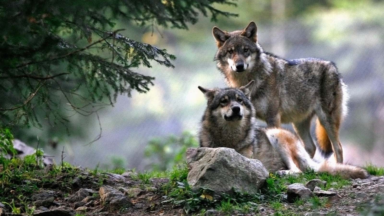 Norway loves its hunting season.