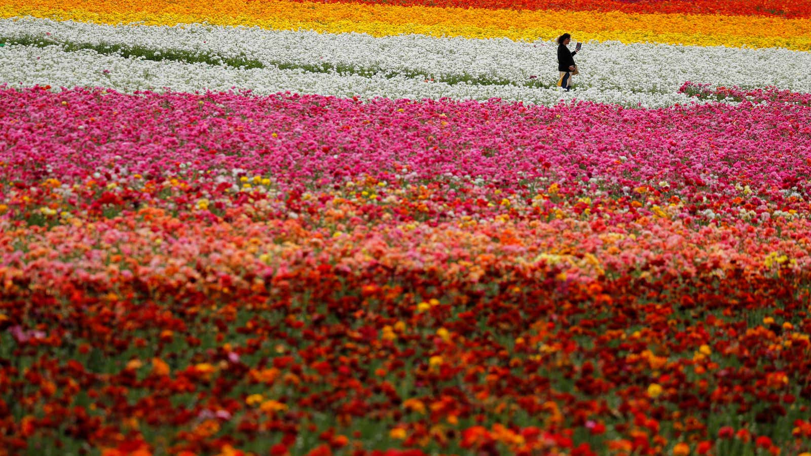 Fueled by warmer temperatures and increased carbon dioxide levels, pollen seasons are longer, and pollen counts are higher.