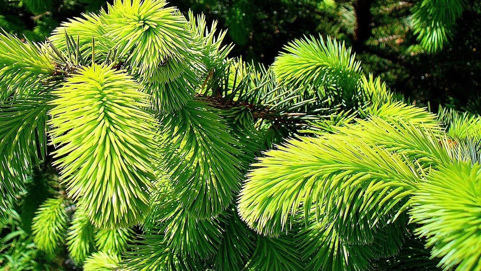 The rings of a single sitka spruce tell the story of our times.