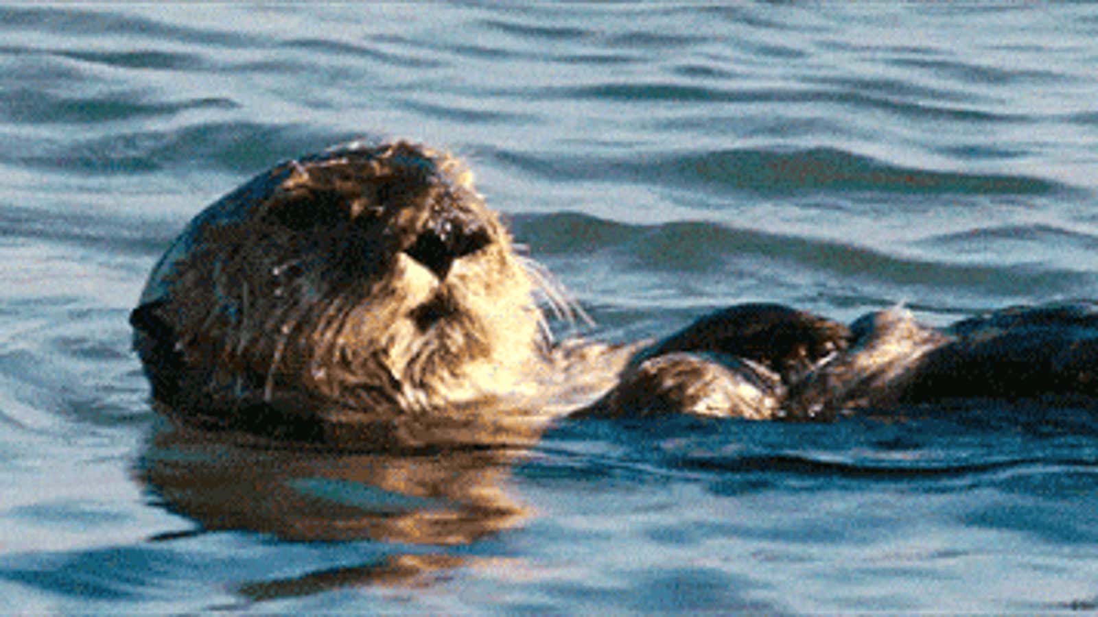 Sea otters