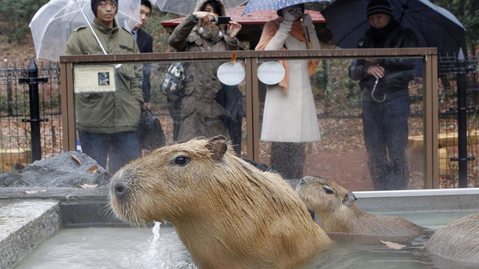 How the capybara—the world's largest rodent—became a superstar in Japan