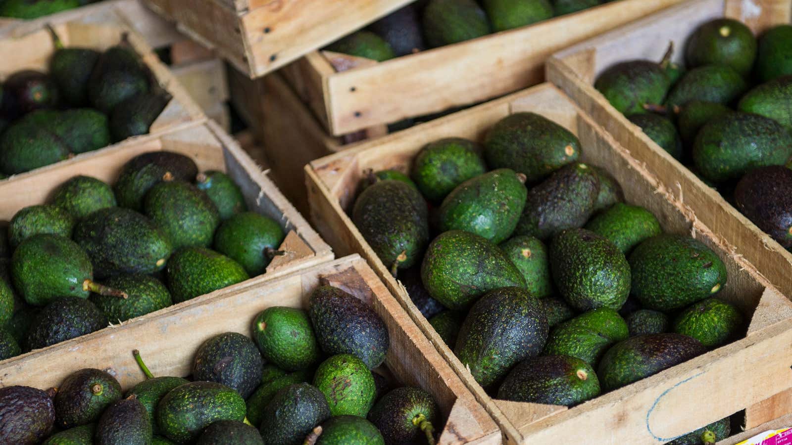 Chileans living in Petorca say avocado growers are hoarding water illegally while residents are left with nothing.