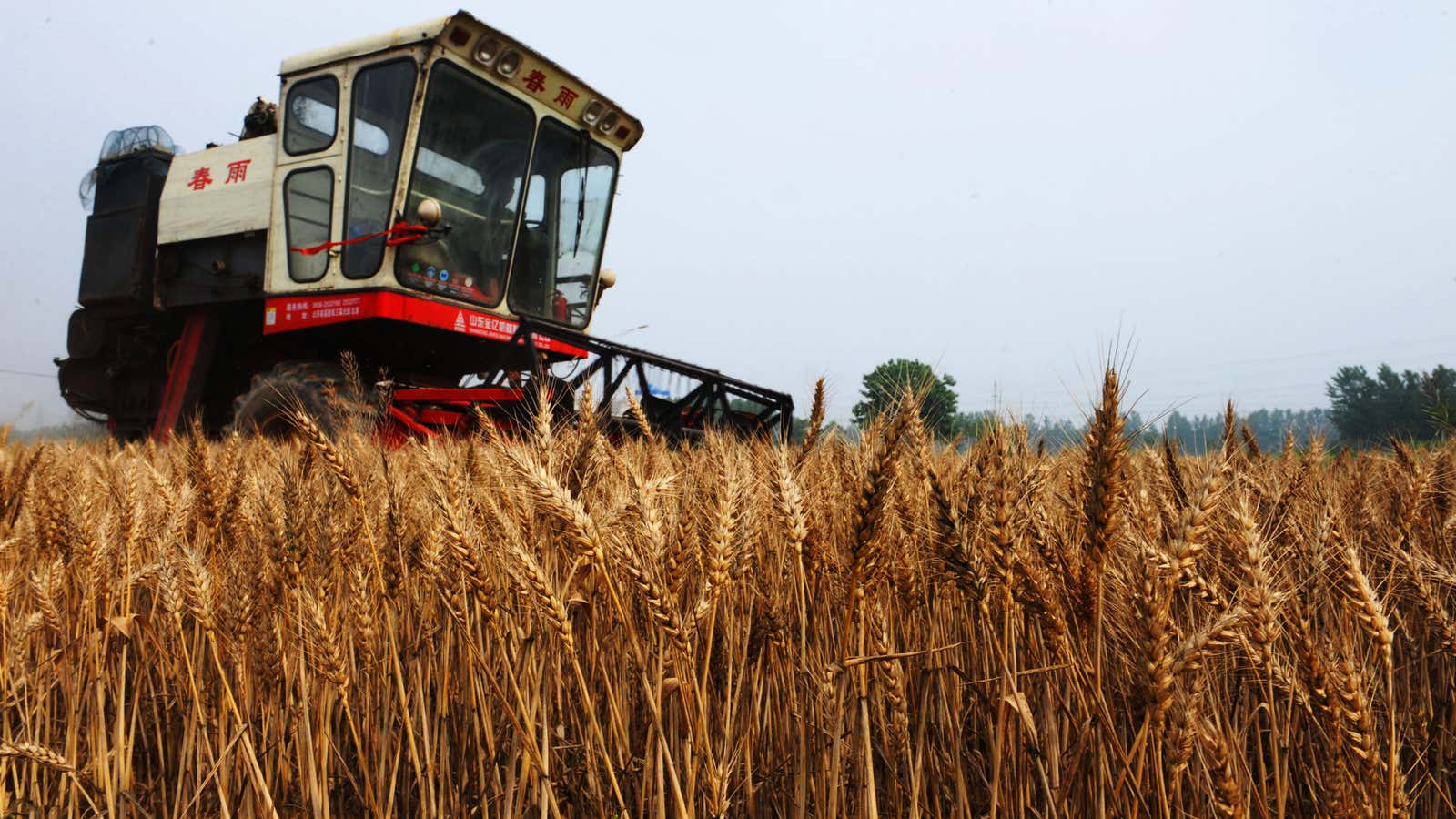 China’s wheat is toast.