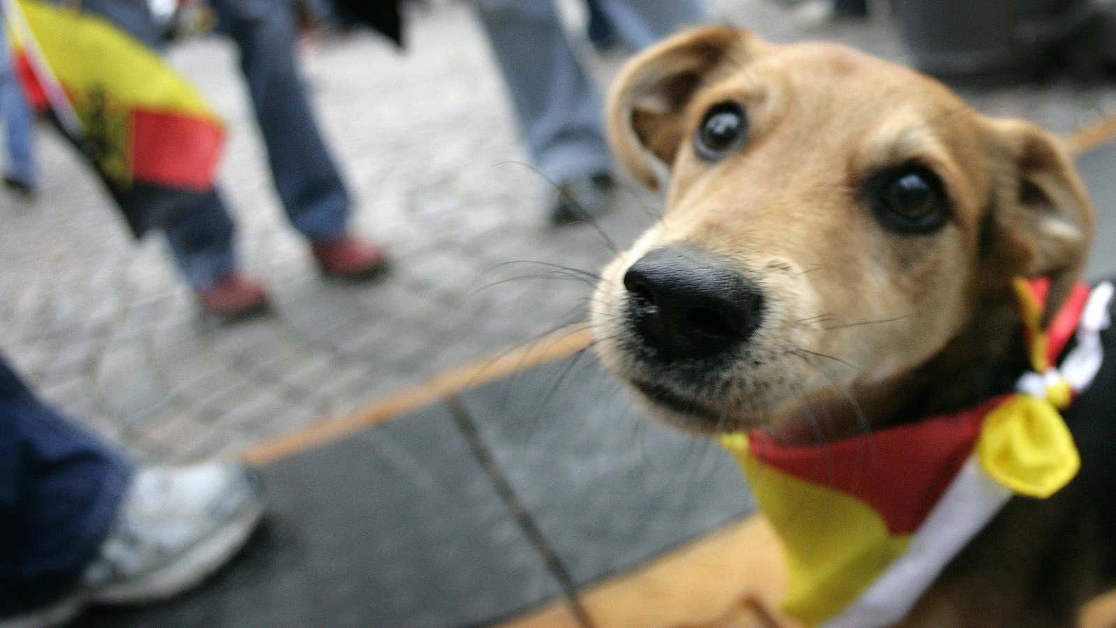 Don’t worry little pup, your food is fine!