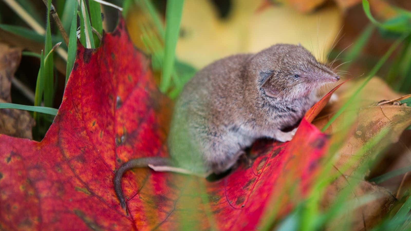 The latest zoonotic virus, Langya, is in China and comes from shrews