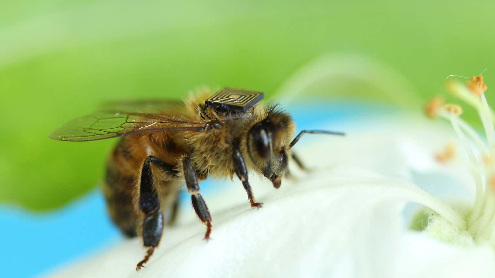 A node in the beehive.